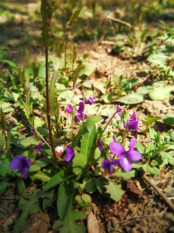 野外紫色野花自然风光摄影