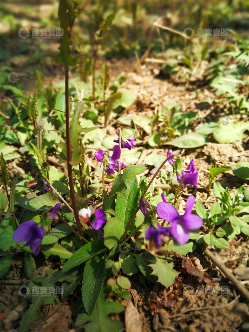 高清大图下载【趣麦麦图】野外紫色野花自然风光摄影
