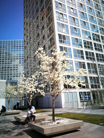 现代建筑,玻璃幕墙,开花树,