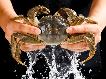 螃蟹阳澄湖大闸蟹2