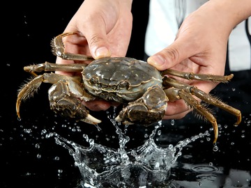 螃蟹阳澄湖大闸蟹