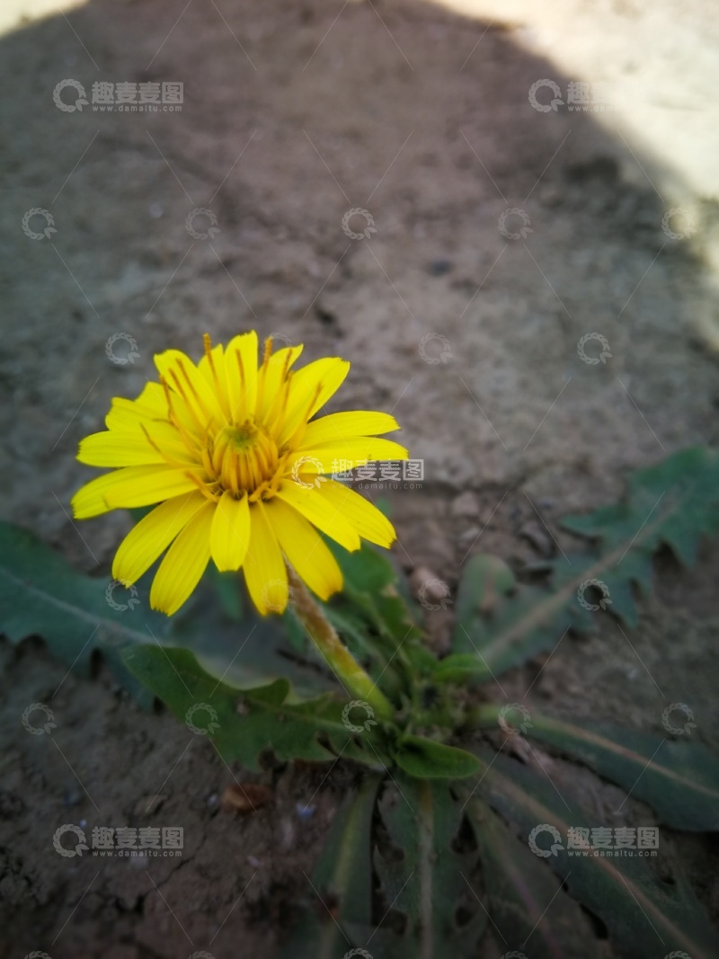 高清大图下载【趣麦麦图】单朵黄花绽放