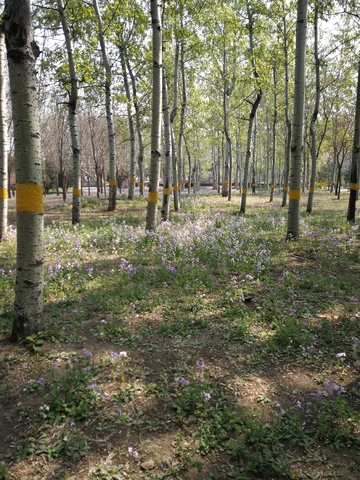 林间花海春光美景