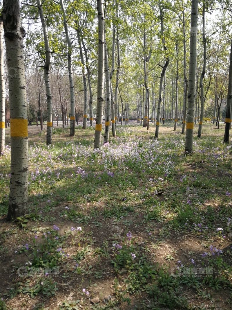 高清大图下载【趣麦麦图】林间花海春光美景