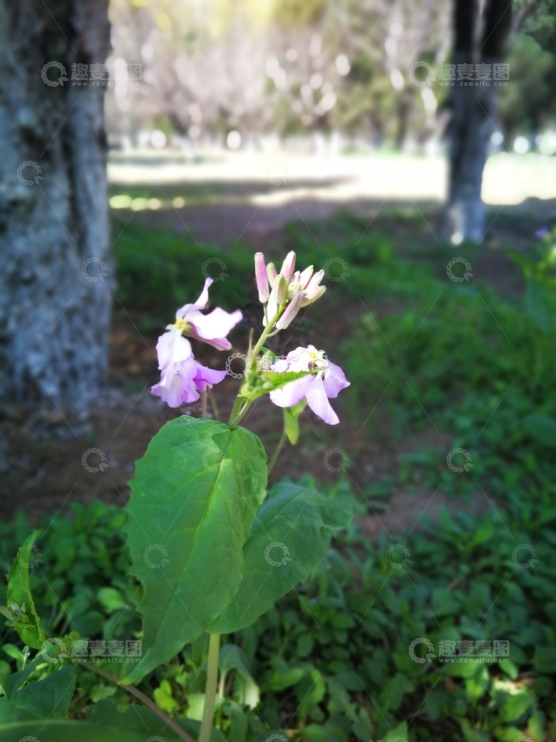 高清大图下载【趣麦麦图】自然野生紫花摄影