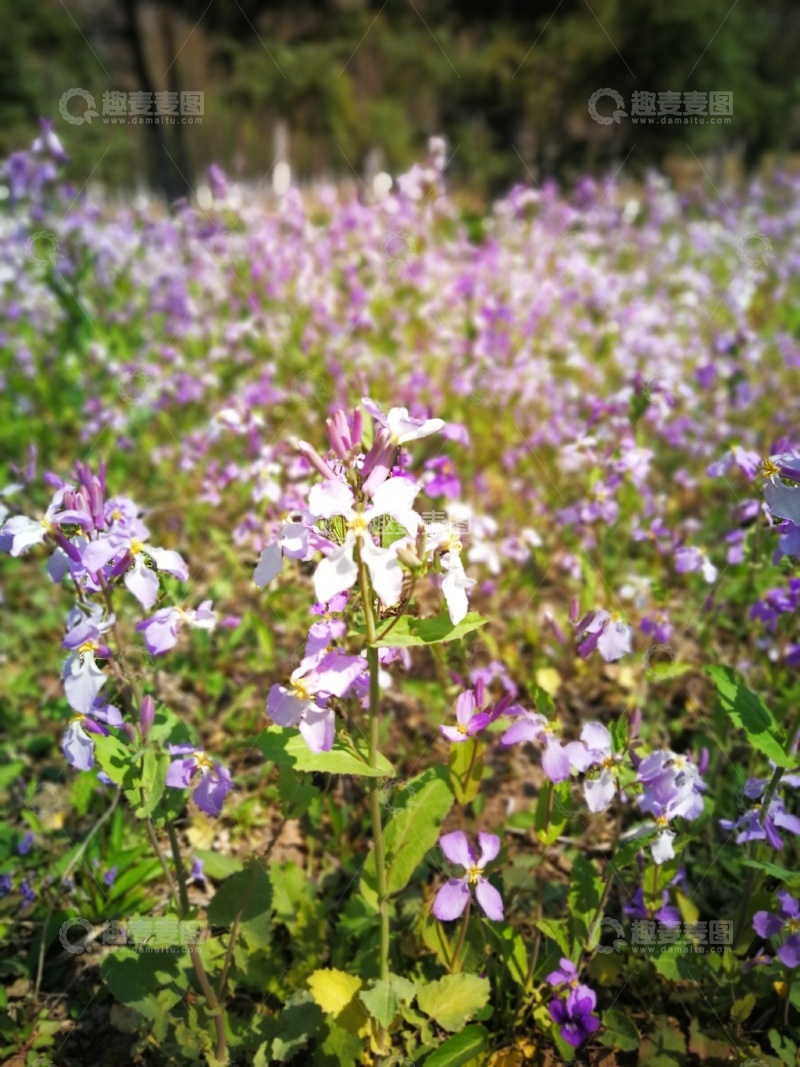 高清大图下载【趣麦麦图】春日花海紫白相间