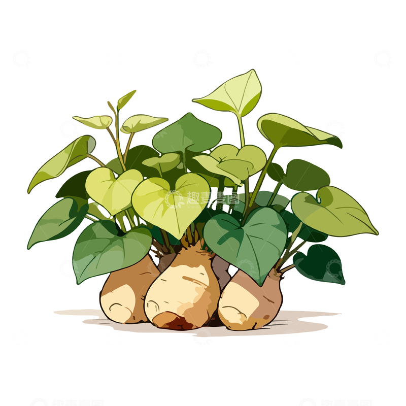 源文件下载【趣麦麦图】卡通手绘红薯植物插画