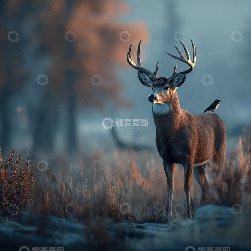 高清大图下载【趣麦麦图】黄昏光影下的雄伟角鹿