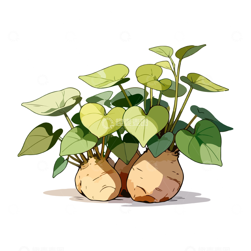 源文件下载【趣麦麦图】卡通手绘马铃薯植物插画