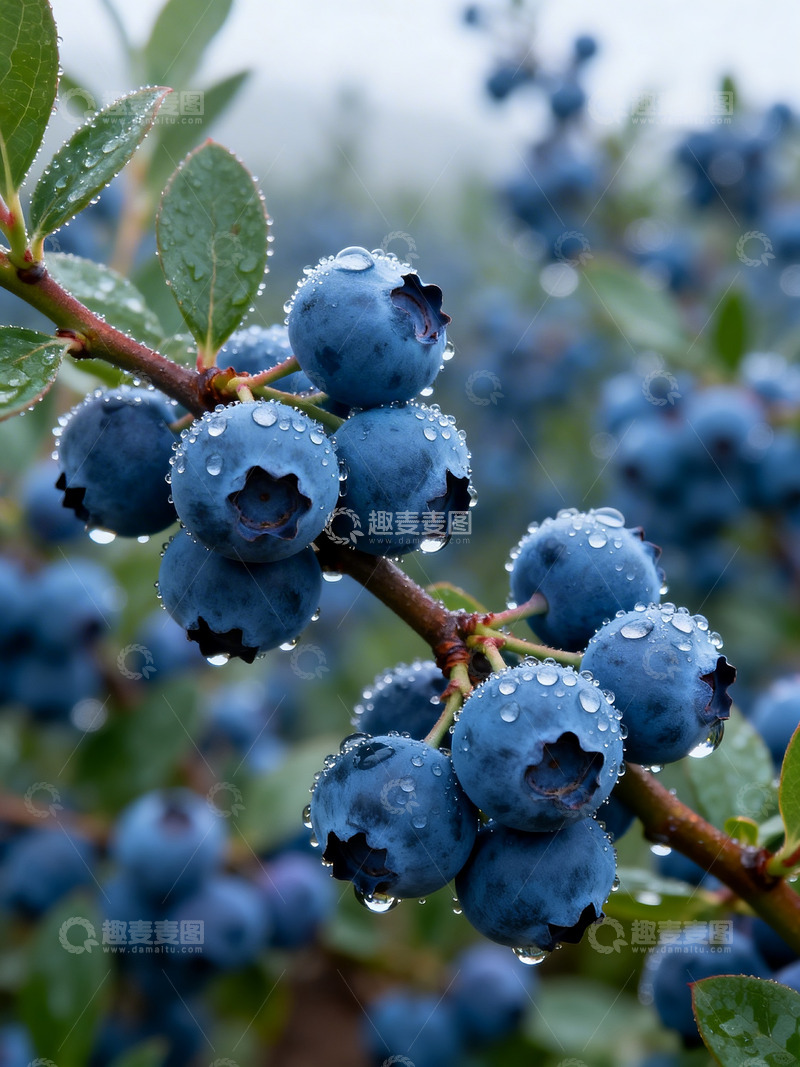高清大图下载【趣麦麦图】蓝莓树枝摄影