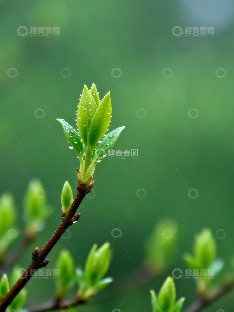 高清大图下载【趣麦麦图】春天摄影作品2