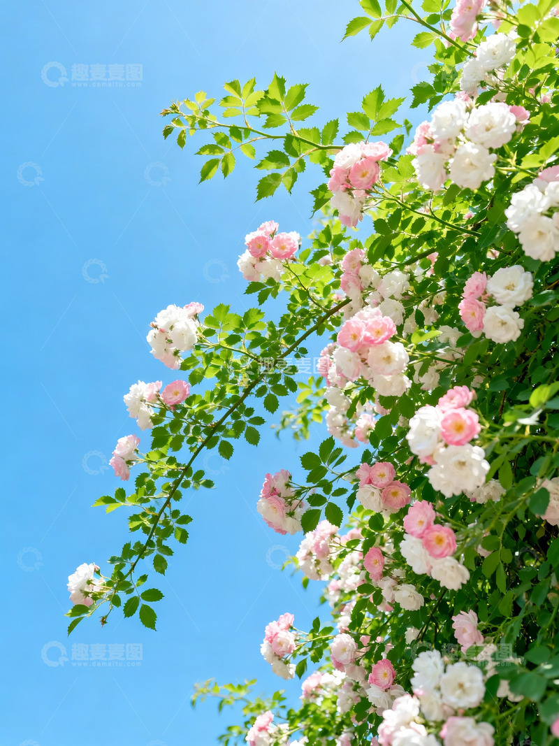 高清大图下载【趣麦麦图】清新烂漫蔷薇花