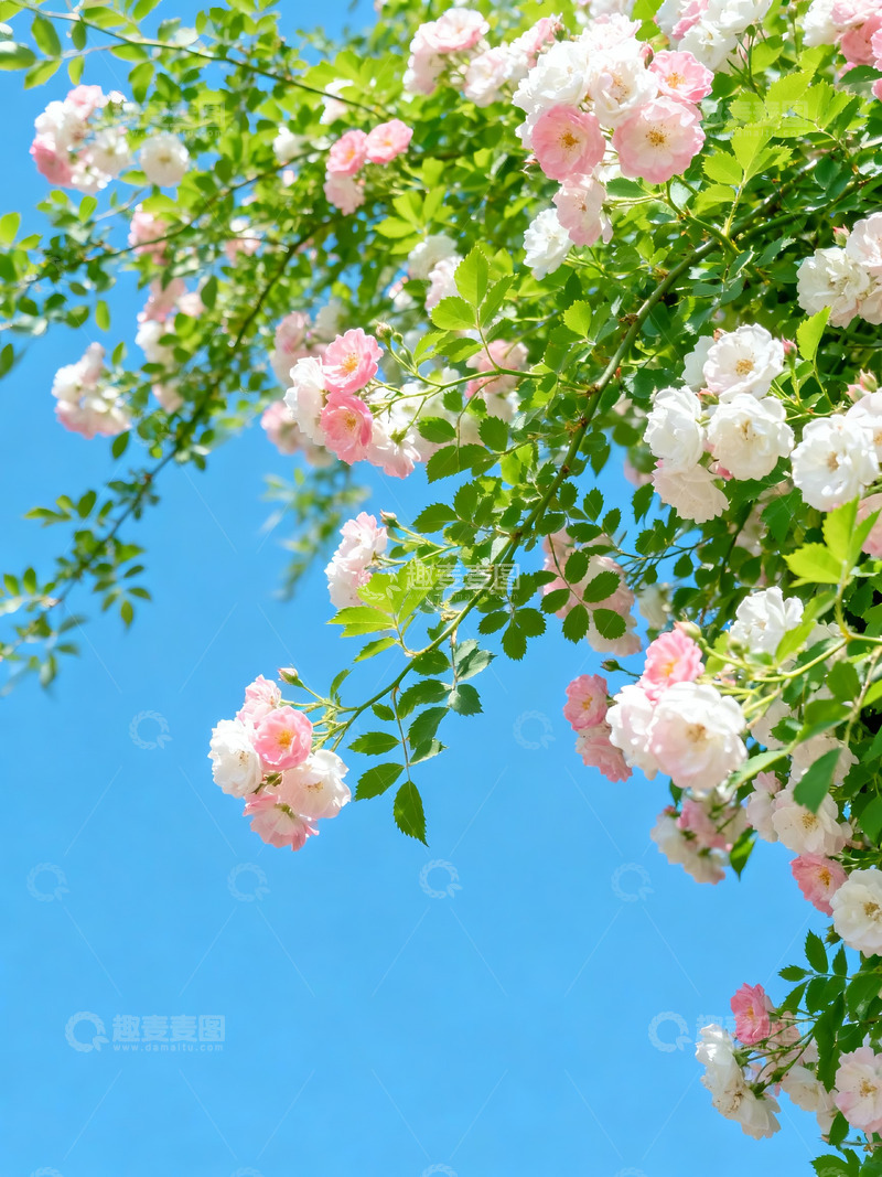 高清大图下载【趣麦麦图】清新烂漫蔷薇花2