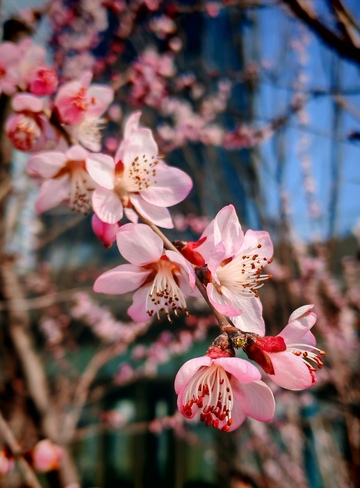 春日桃花盛开美景摄影2