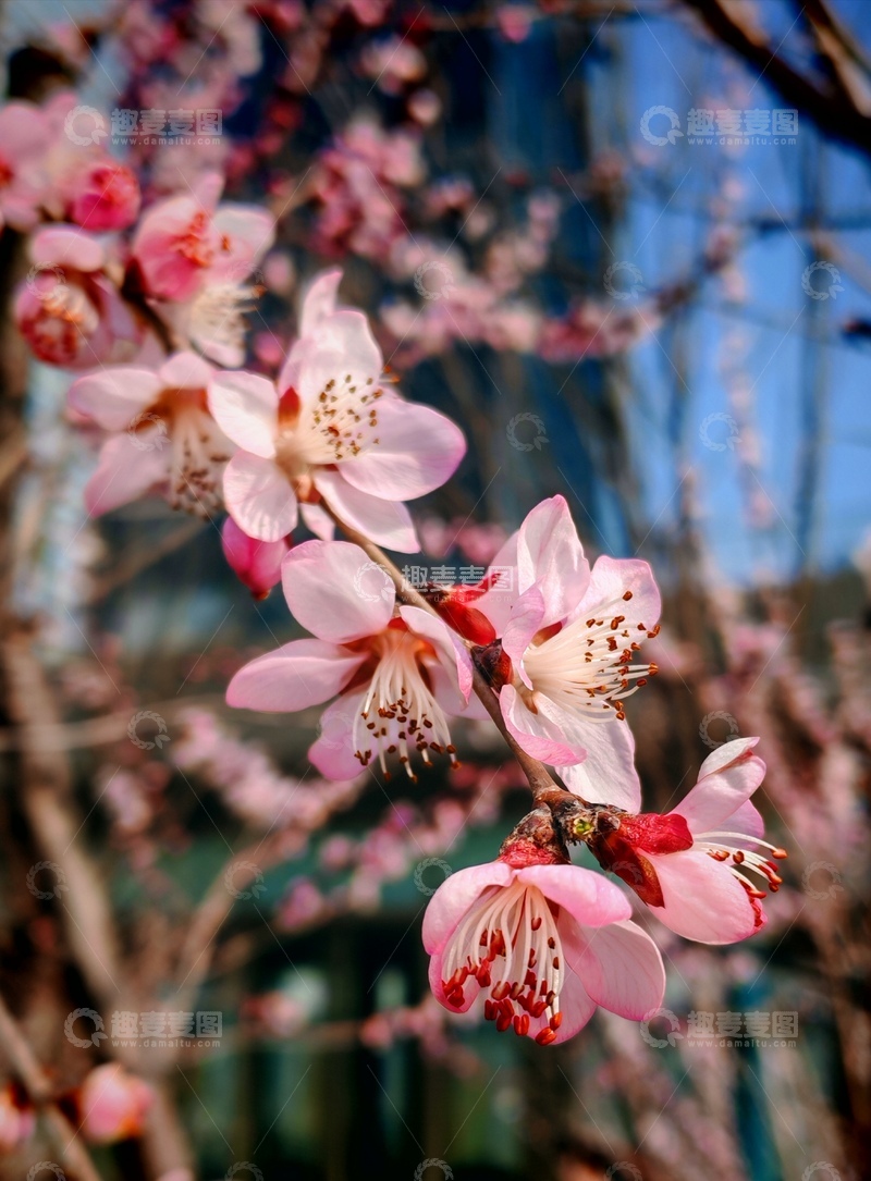高清大图下载【趣麦麦图】春日桃花盛开美景摄影2