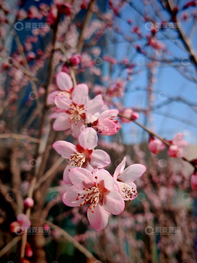 高清大图下载【趣麦麦图】春日桃花盛开美景摄影33