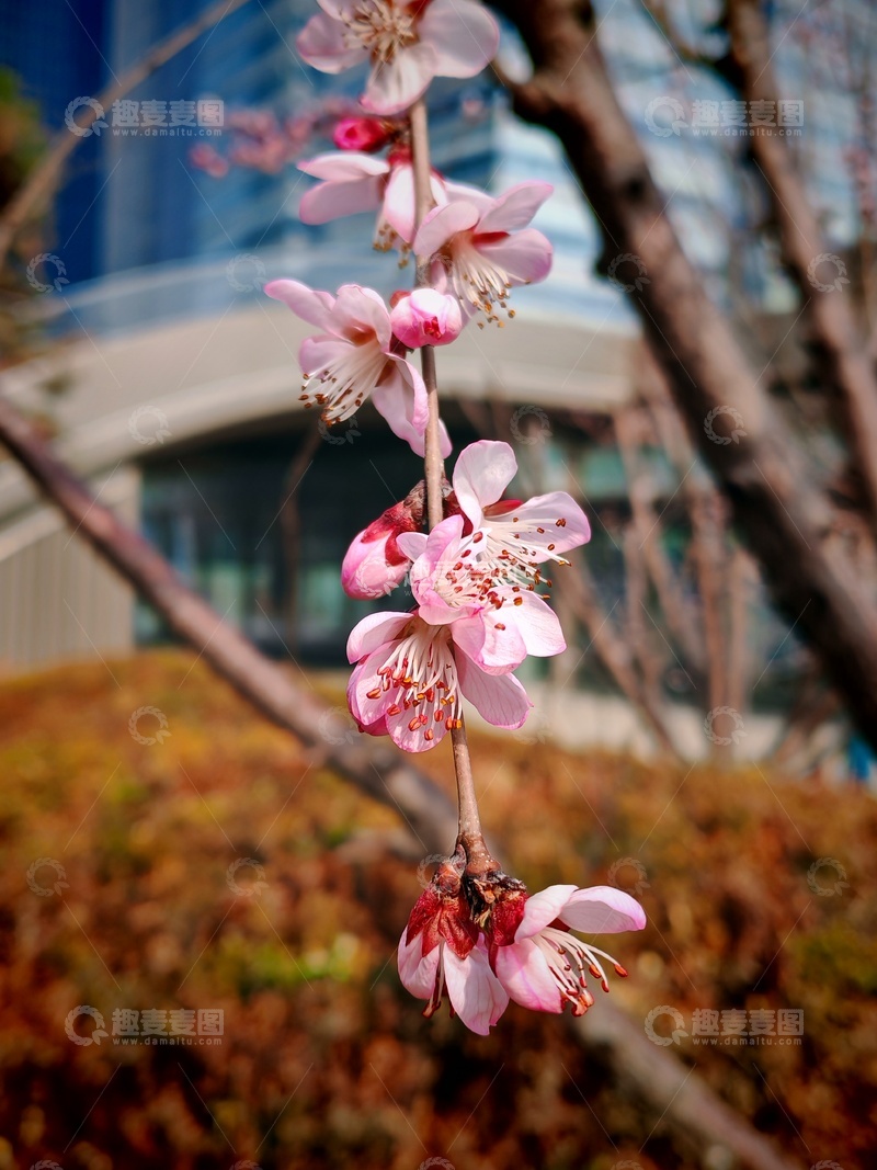 高清大图下载【趣麦麦图】春日樱花绽放城市景观
