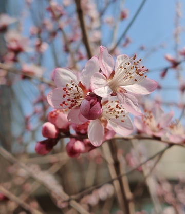 春日樱花绽放美景1