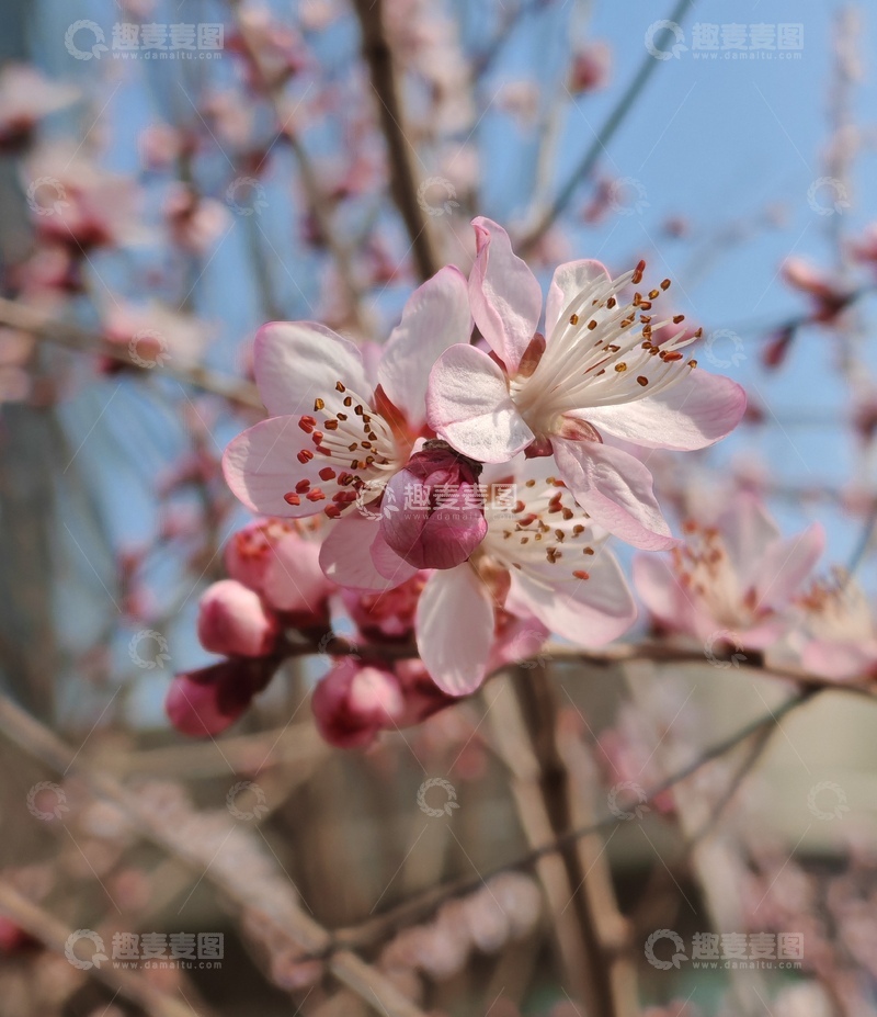 高清大图下载【趣麦麦图】-春日樱花绽放美景1