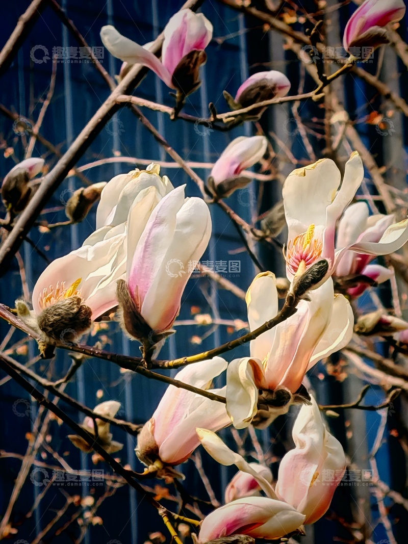 高清大图下载【趣麦麦图】玉兰花开春日景