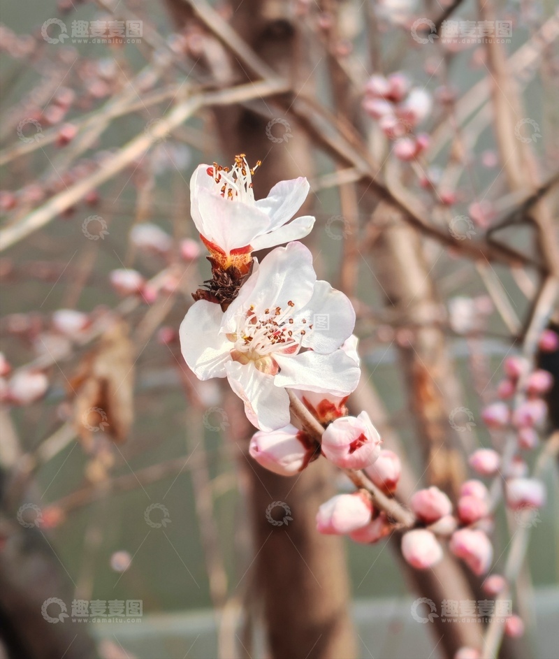 高清大图下载【趣麦麦图】春日桃花绽放美景自然摄影