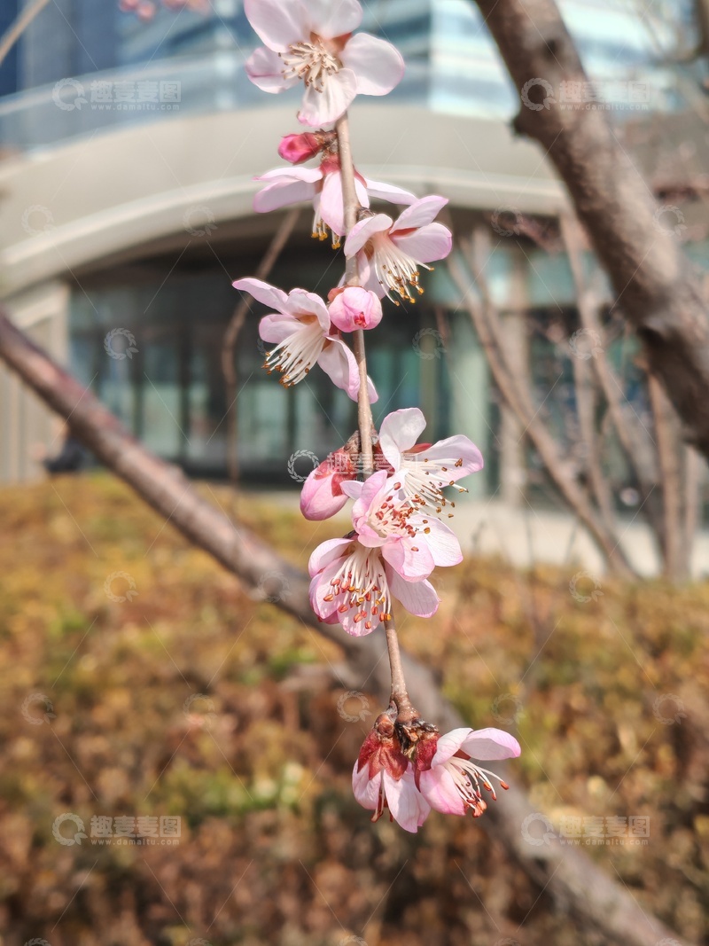 高清大图下载【趣麦麦图】-早春樱花绽放城市景观