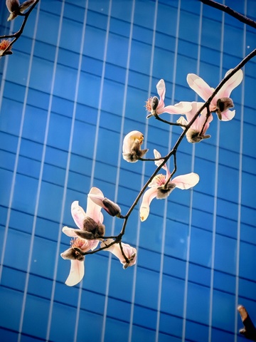 玉兰花开城市背景