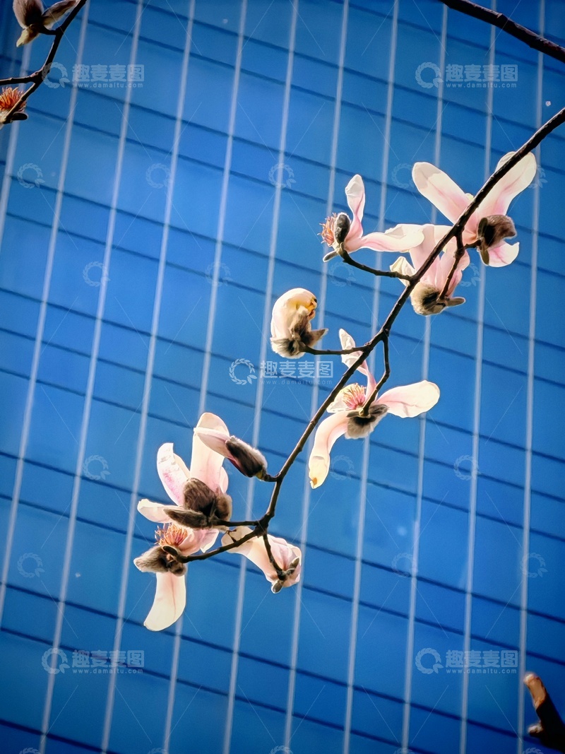 高清大图下载【趣麦麦图】玉兰花开城市背景