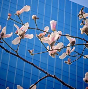 玉兰花与蓝建筑对比摄影
