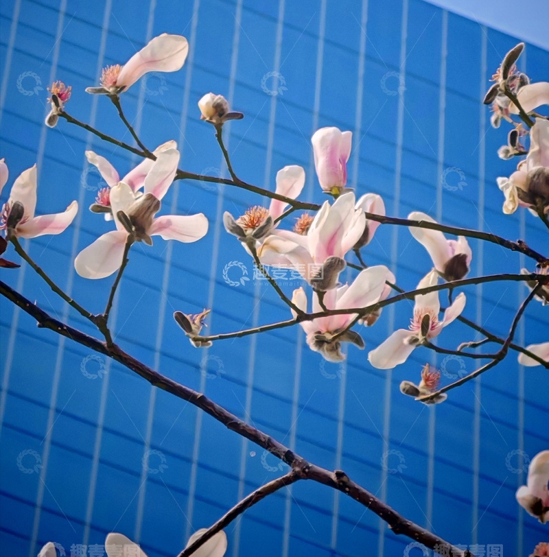 高清大图下载【趣麦麦图】玉兰花与蓝建筑对比摄影