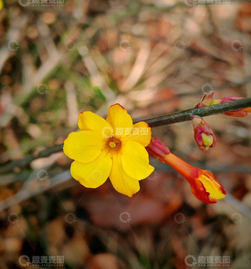 高清大图下载【趣麦麦图】迎春花盛开春光艳