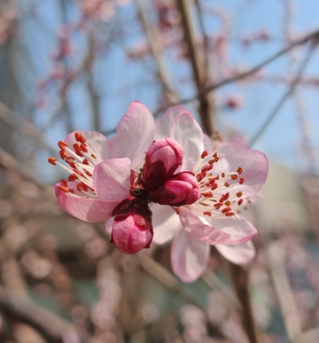 春日桃花绽放特写