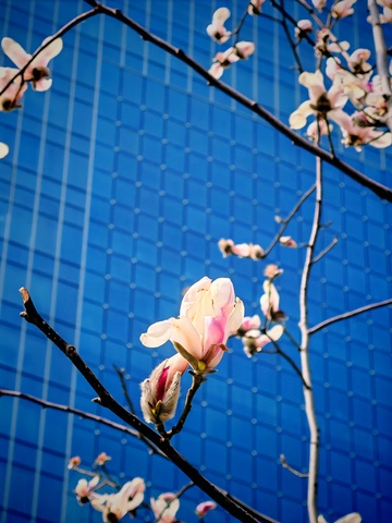 春花绽放蓝墙前