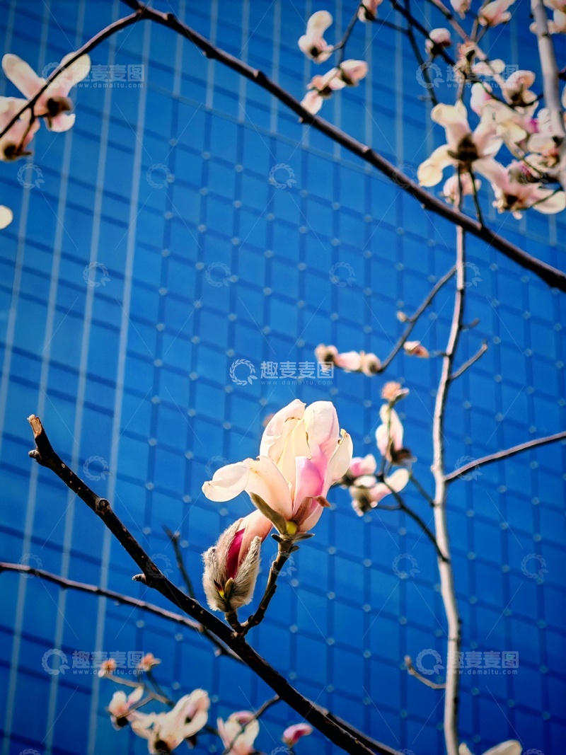 高清大图下载【趣麦麦图】春花绽放蓝墙前