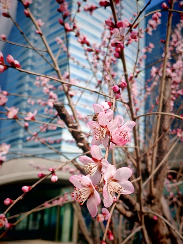 春花绽放城市背景