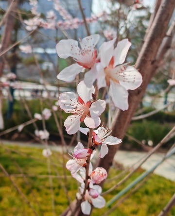春日桃花盛开美景摄影11