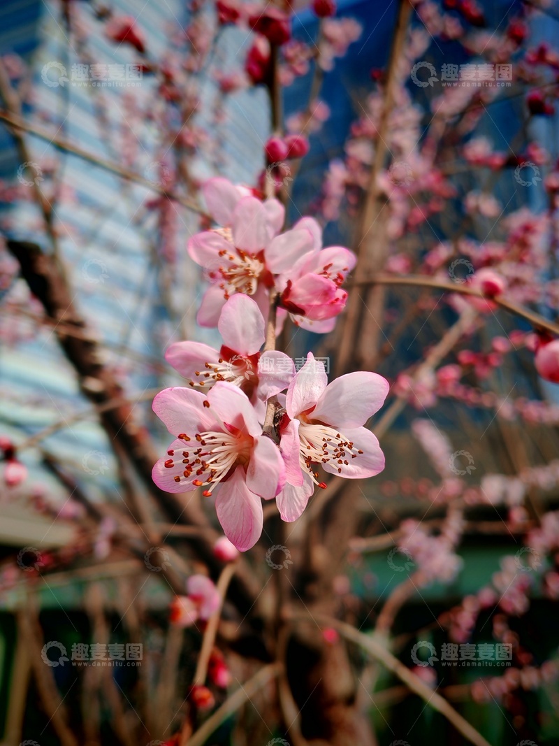 高清大图下载【趣麦麦图】春日桃花绽放美景1