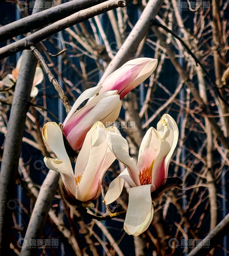 高清大图下载【趣麦麦图】早春玉兰绽放