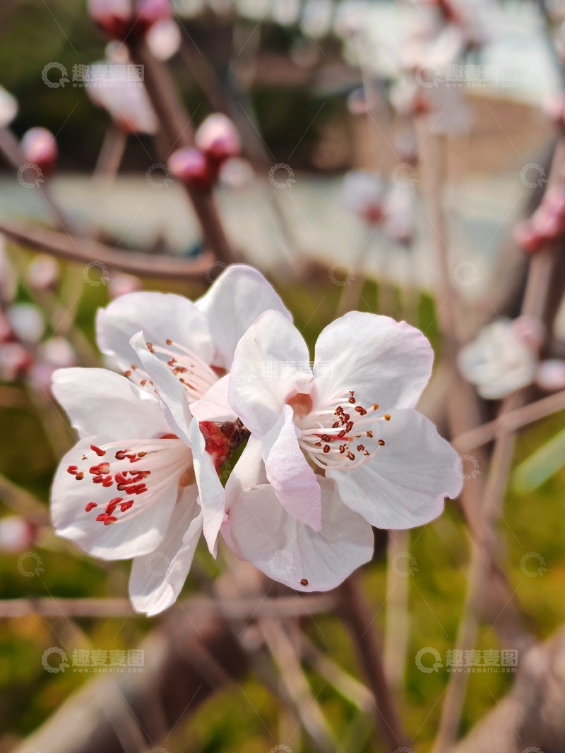 高清大图下载【趣麦麦图】春日桃花盛开美景摄影图片