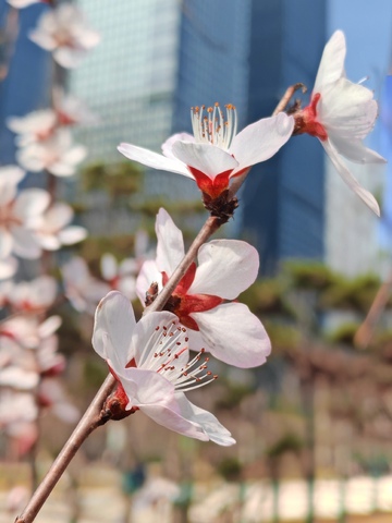 城市春花绽放美景摄影