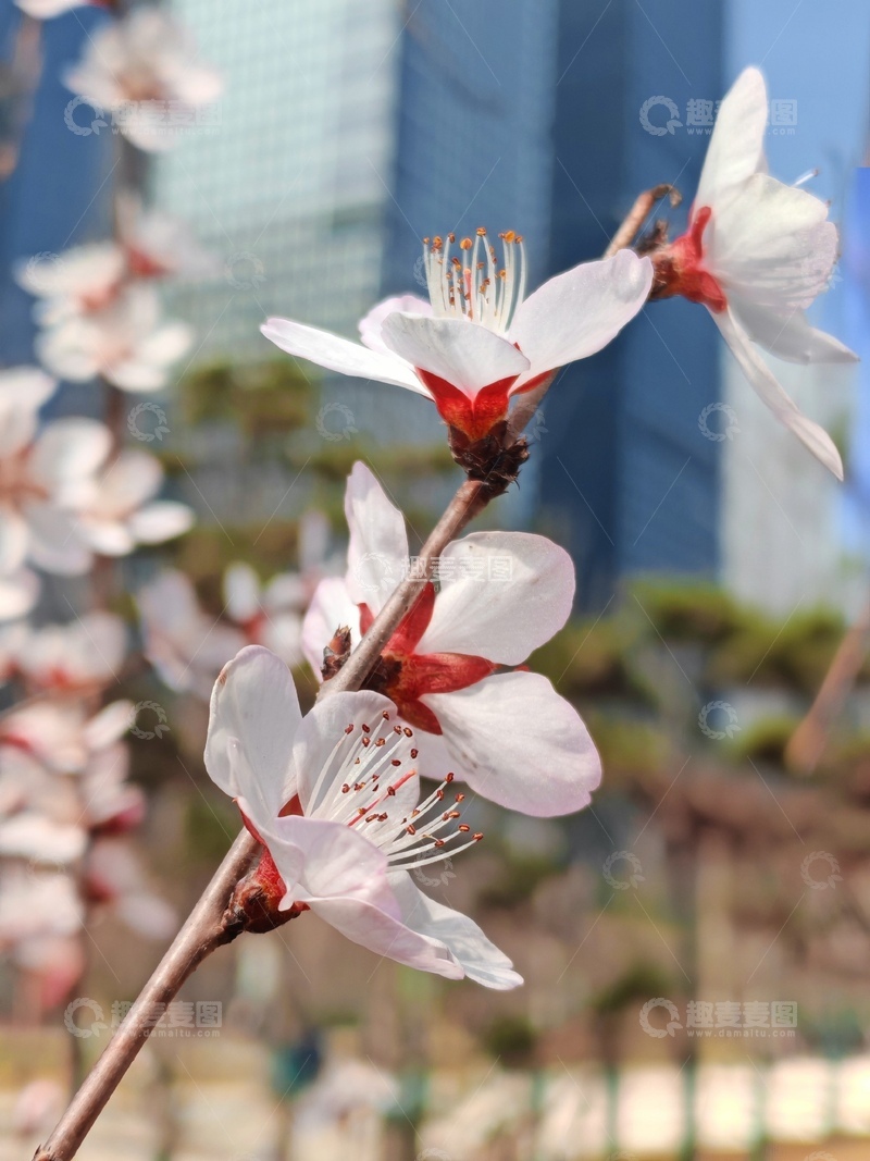 高清大图下载【趣麦麦图】城市春花绽放美景摄影