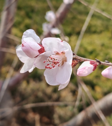 春日桃花盛开自然风光