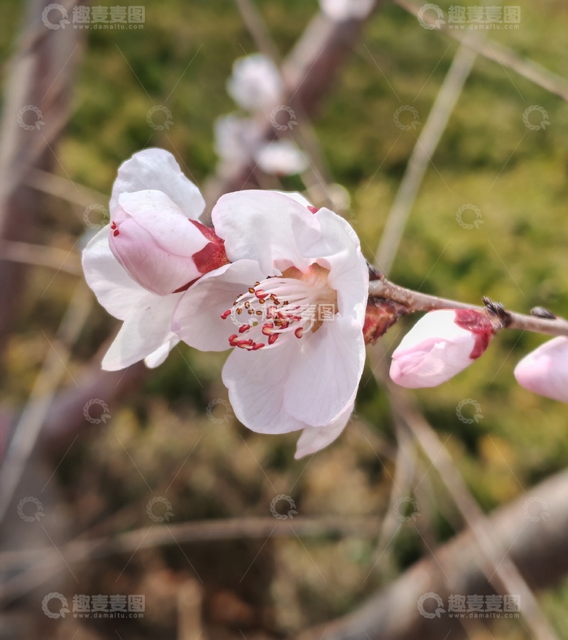 高清大图下载【趣麦麦图】春日桃花盛开自然风光