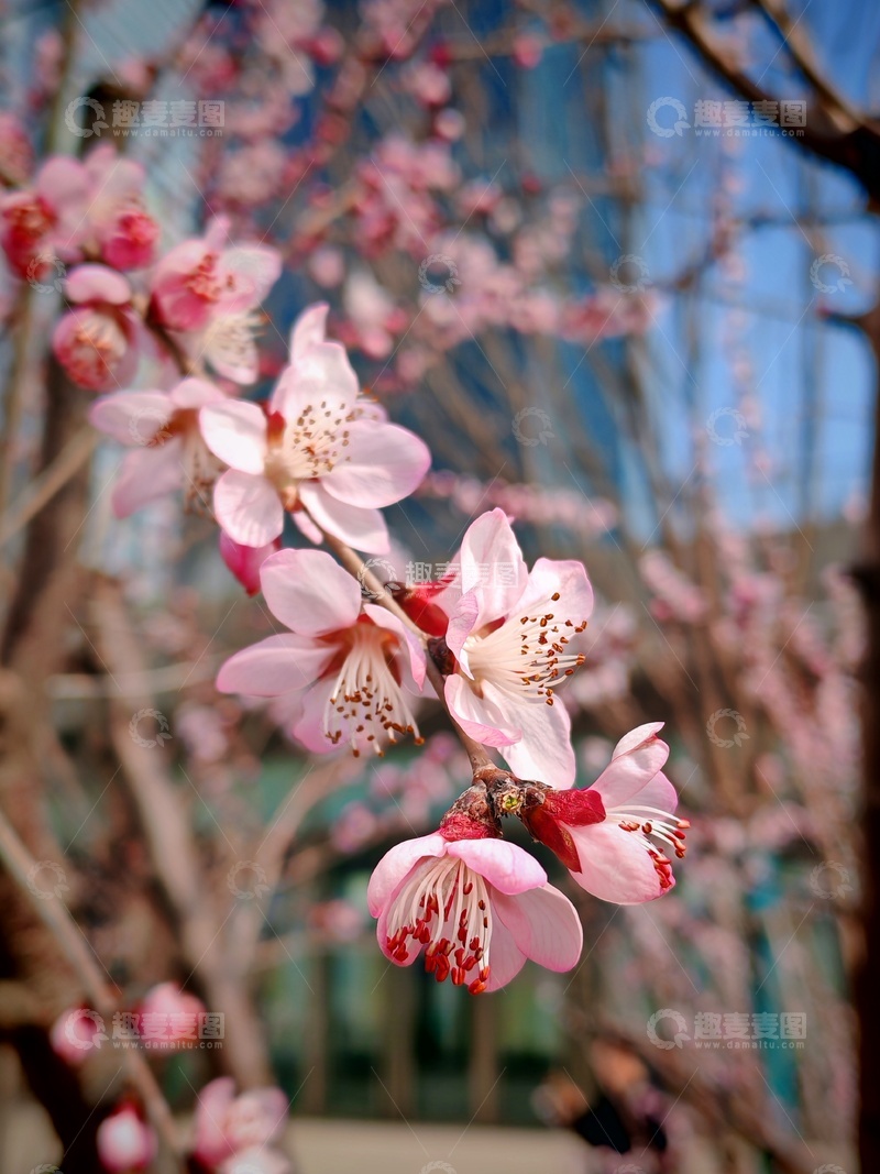 高清大图下载【趣麦麦图】春日桃花盛开美景摄影图片