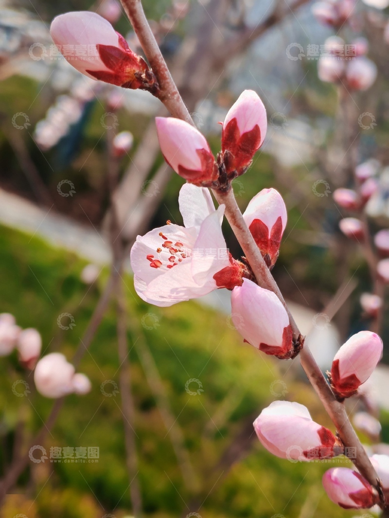 高清大图下载【趣麦麦图】春日桃花盛开美景摄影12