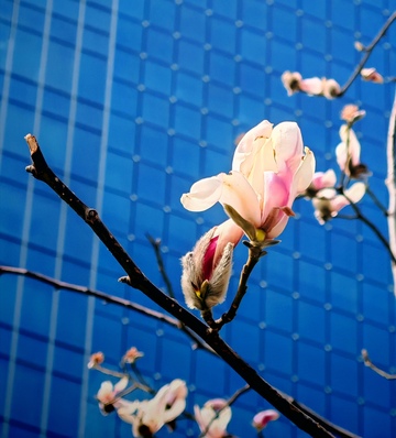 春之玉兰蓝墙相依