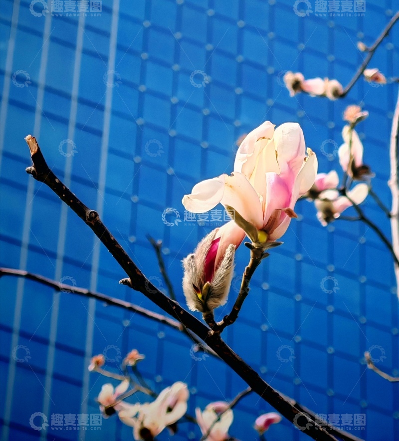 高清大图下载【趣麦麦图】春之玉兰蓝墙相依