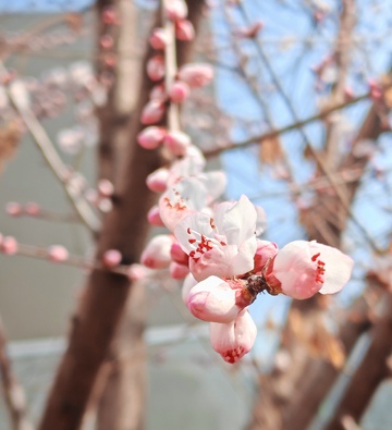 春日桃花盛开风光摄影