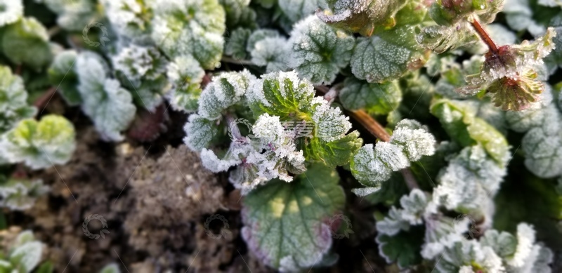 高清大图下载【趣麦麦图】结霜植物绿叶叶子叶片聚焦摄影