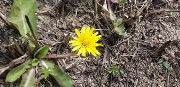 蒲公英花朵花卉绿叶植物聚焦摄影
